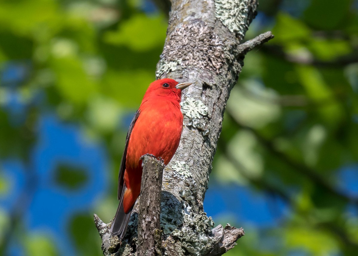 Scarlet Tanager - ML618954470