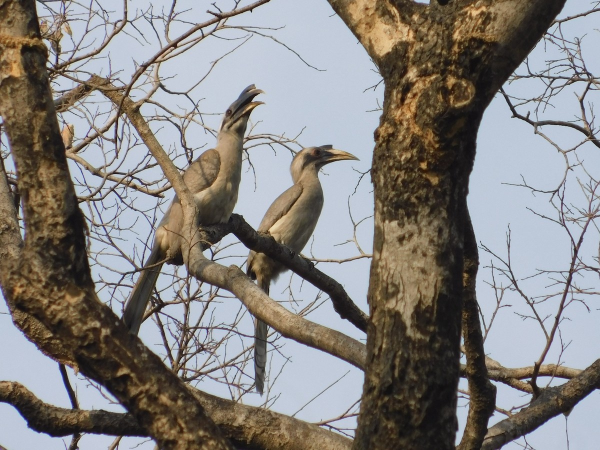 Indian Gray Hornbill - NARSINGH MANI