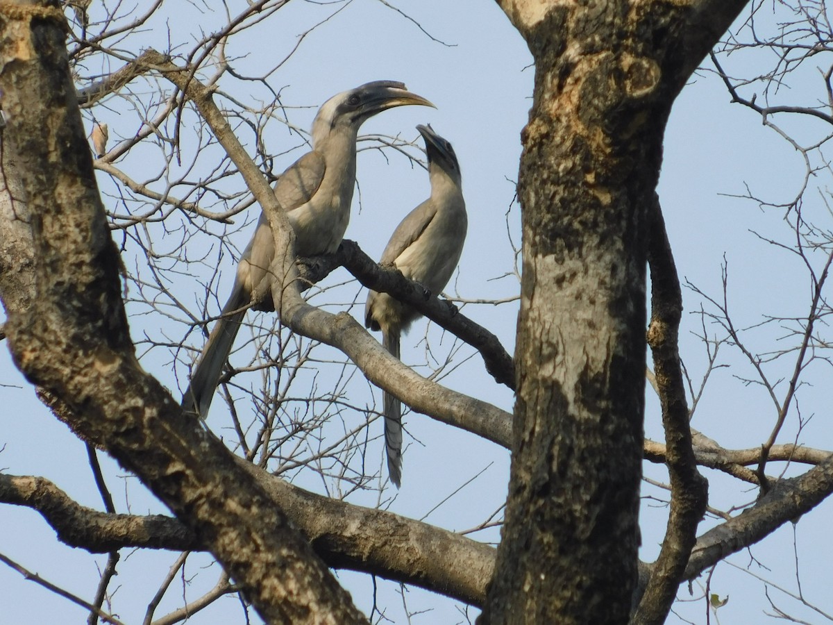 Indian Gray Hornbill - ML618954479