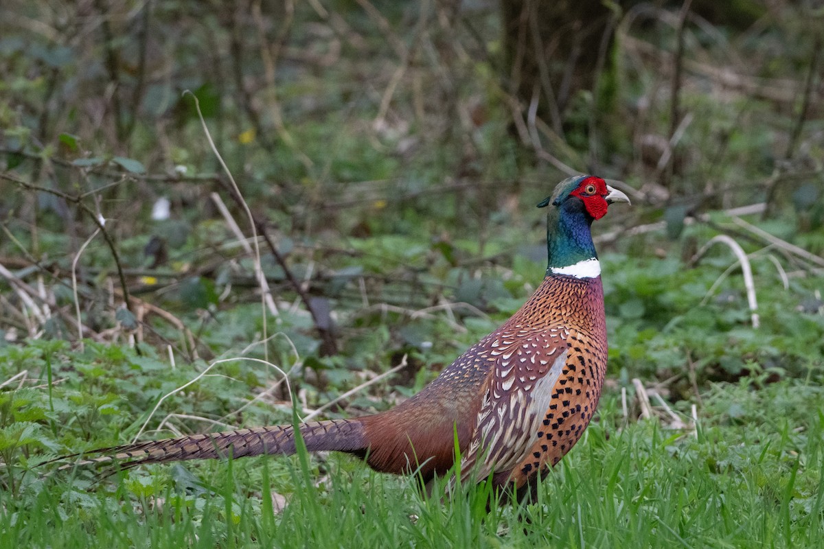 Ring-necked Pheasant - Guido Van den Troost