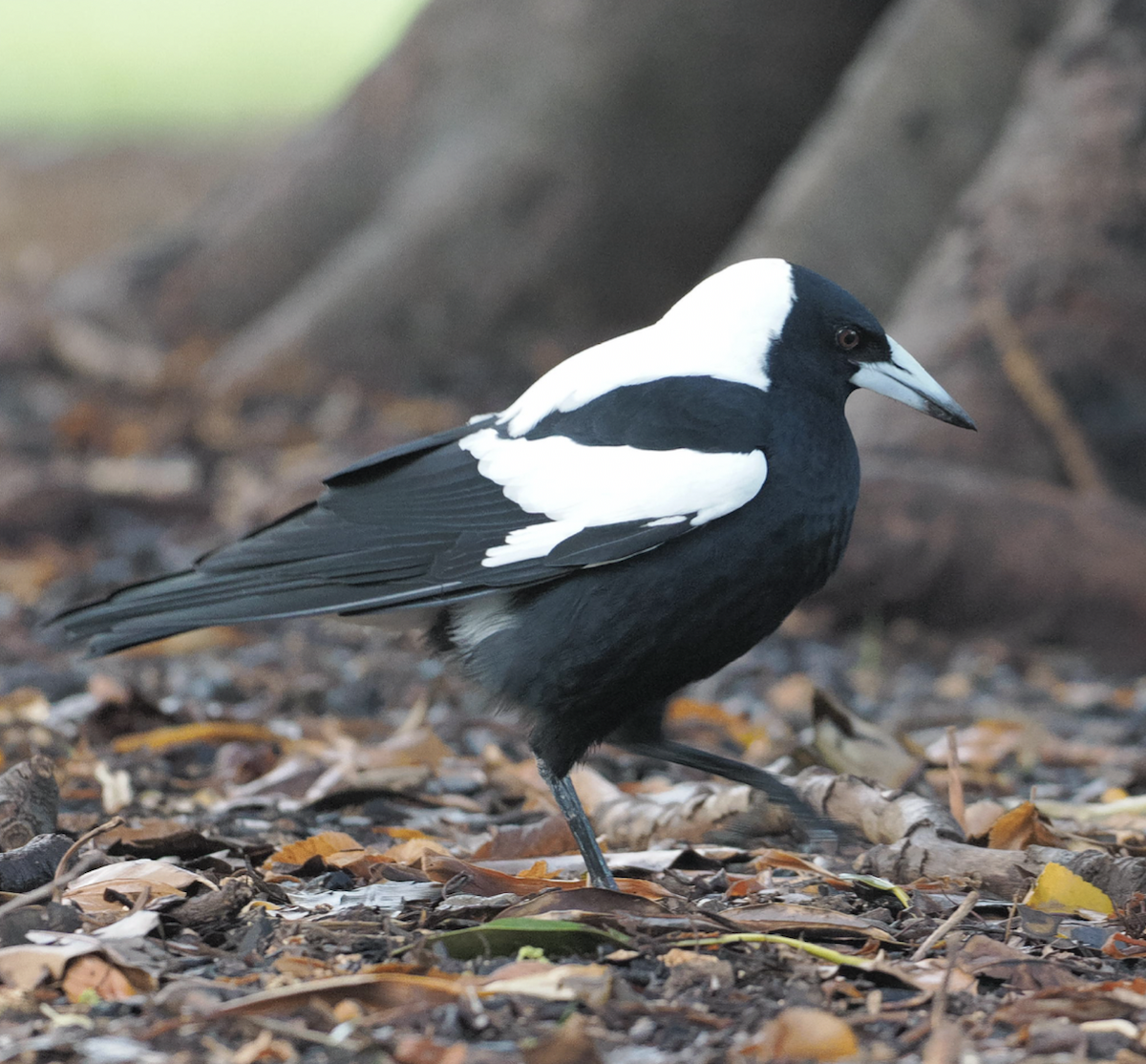 Australian Magpie - Edwin octosa