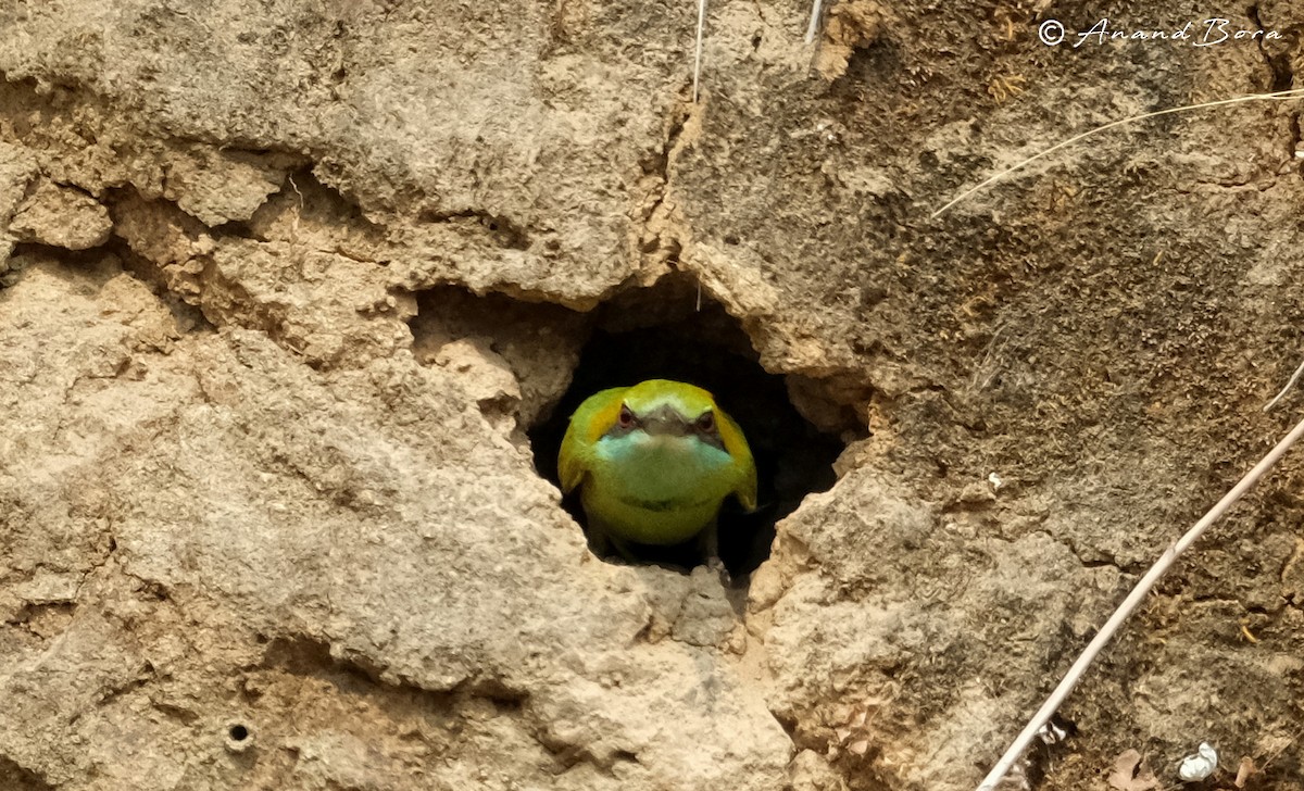Asian Green Bee-eater - ML618954542