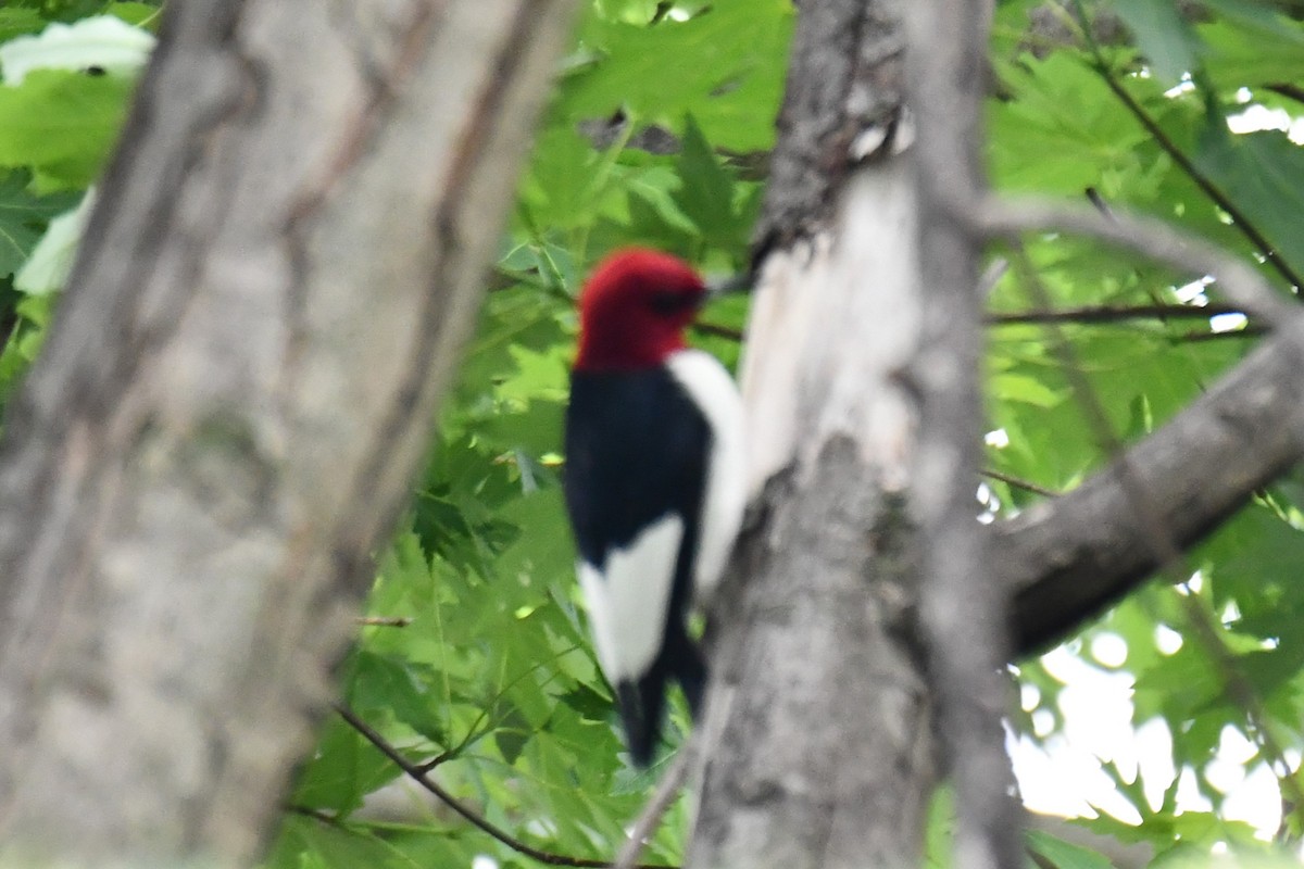 Red-headed Woodpecker - Carmen Ricer