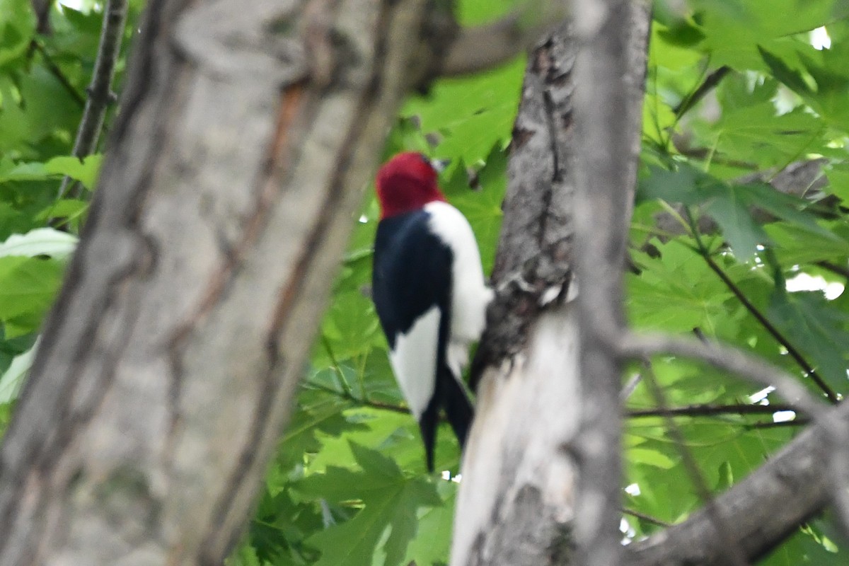 Red-headed Woodpecker - Carmen Ricer