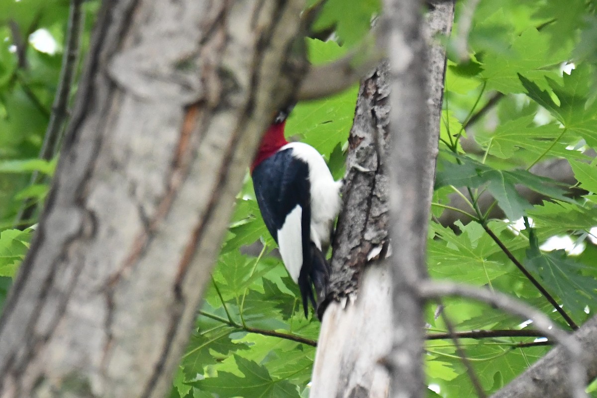 Red-headed Woodpecker - ML618954562