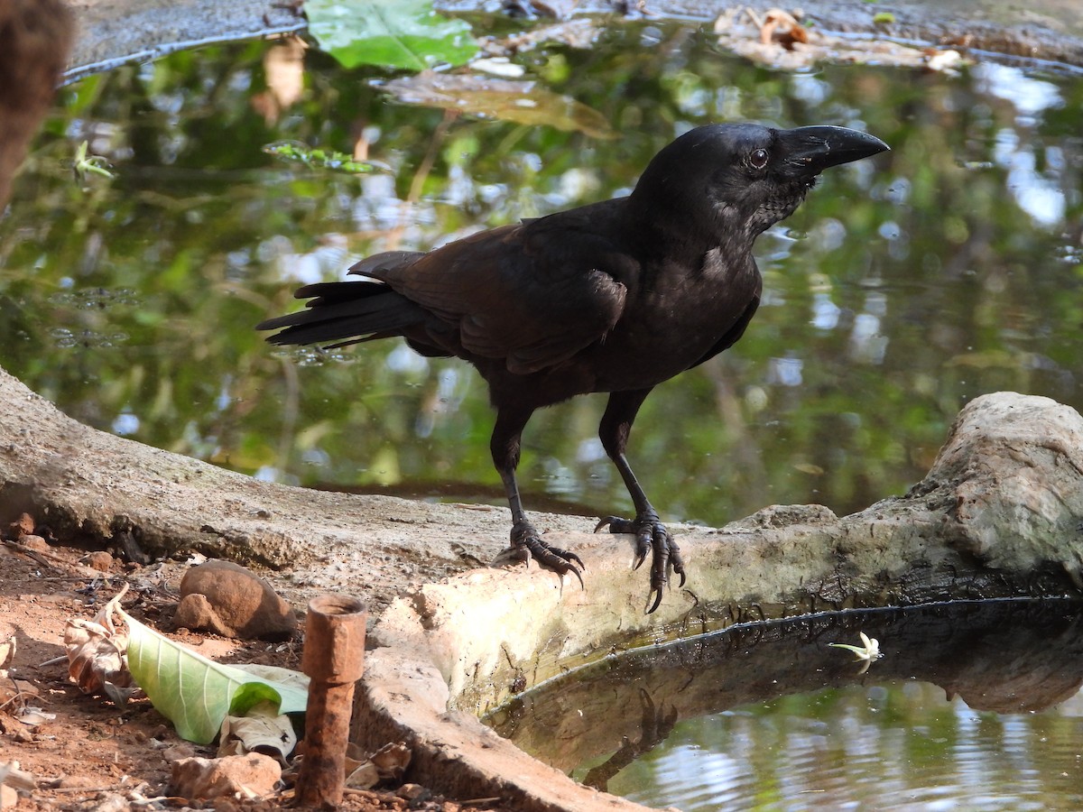 Large-billed Crow - Shainaz Jussa