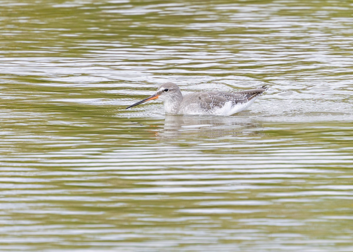 Spotted Redshank - Nathaniel Dargue
