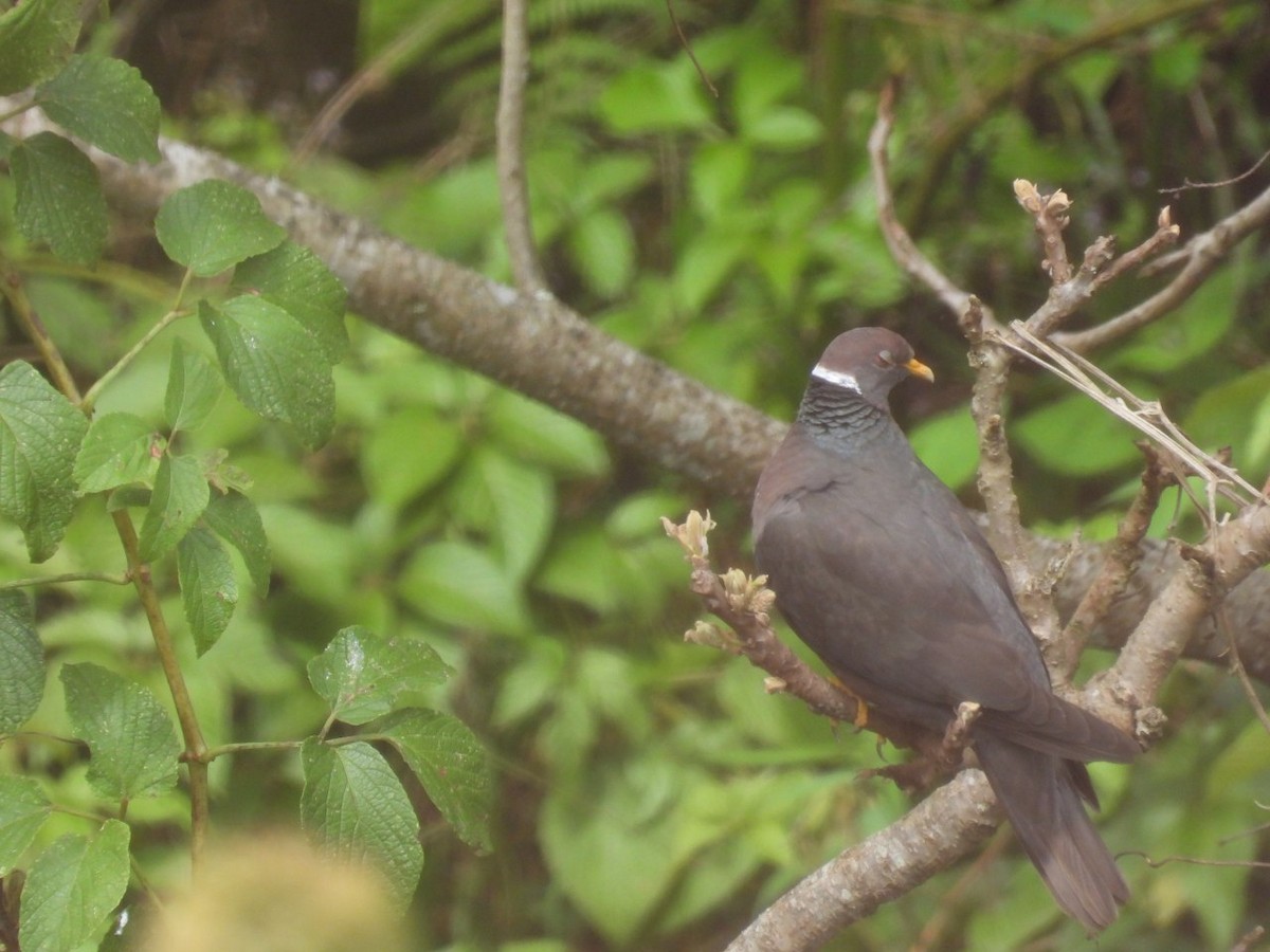 Band-tailed Pigeon - Pichuchero X