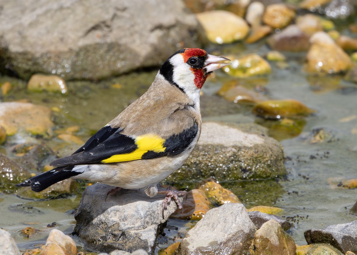 European Goldfinch (European) - Nathaniel Dargue