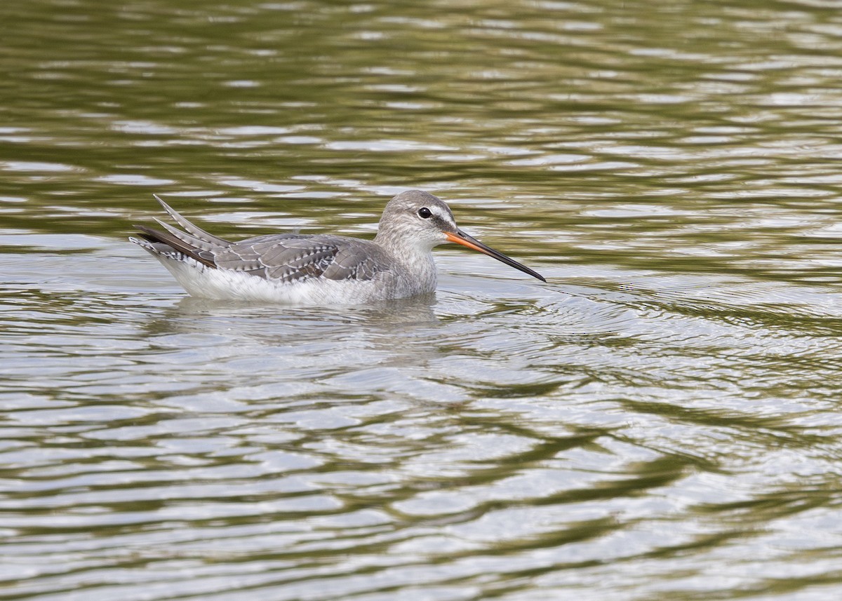 Spotted Redshank - ML618954587