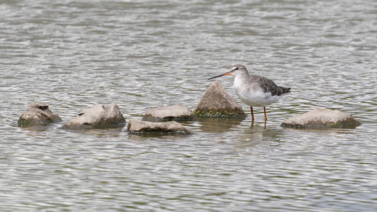 Spotted Redshank - Nathaniel Dargue