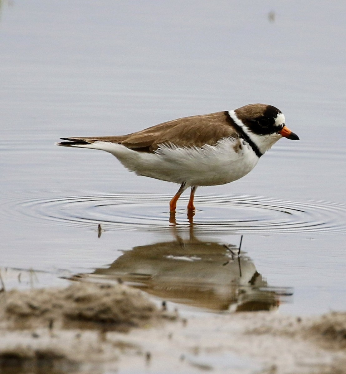 Semipalmated Plover - ML618954641