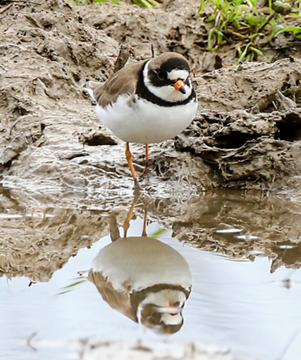 Semipalmated Plover - Phil Mills