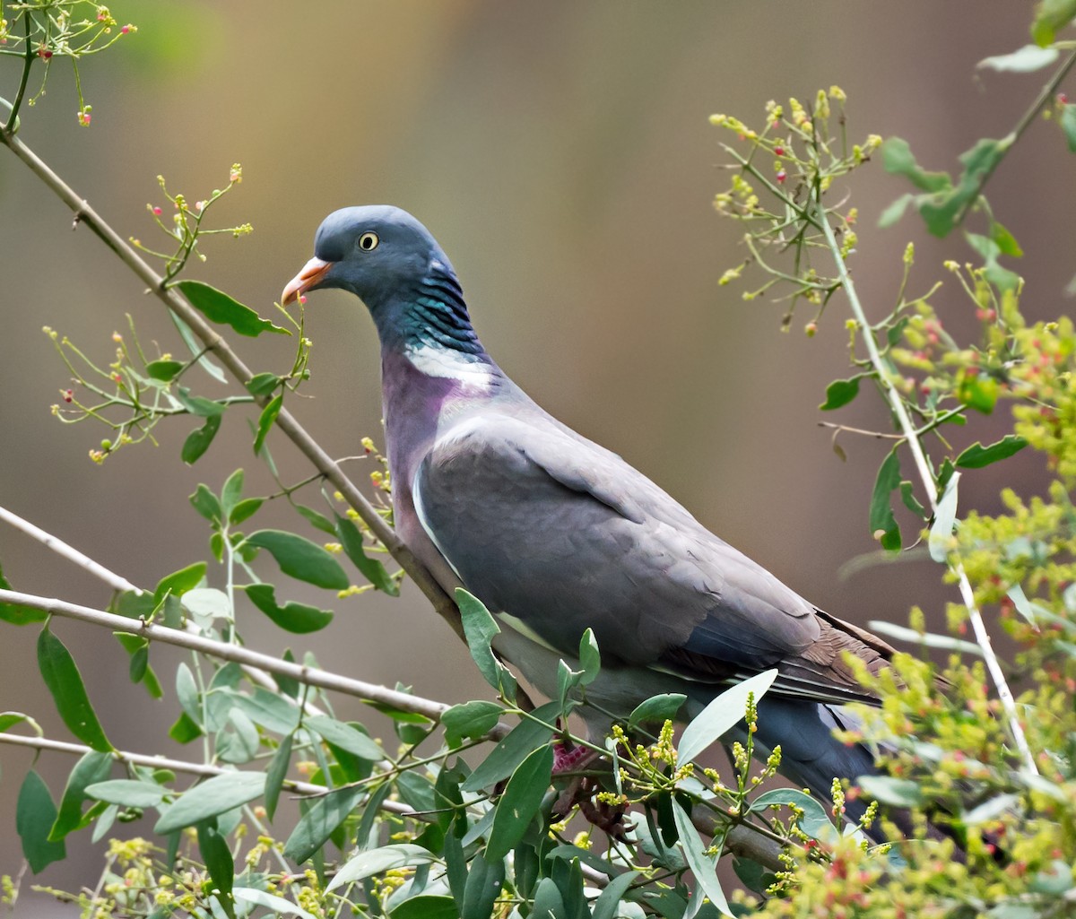 Common Wood-Pigeon - chandana roy