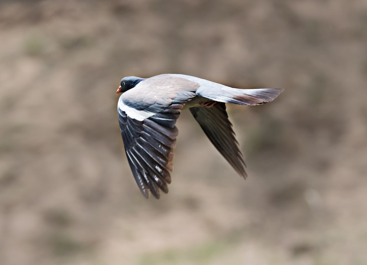 Common Wood-Pigeon - ML618954648