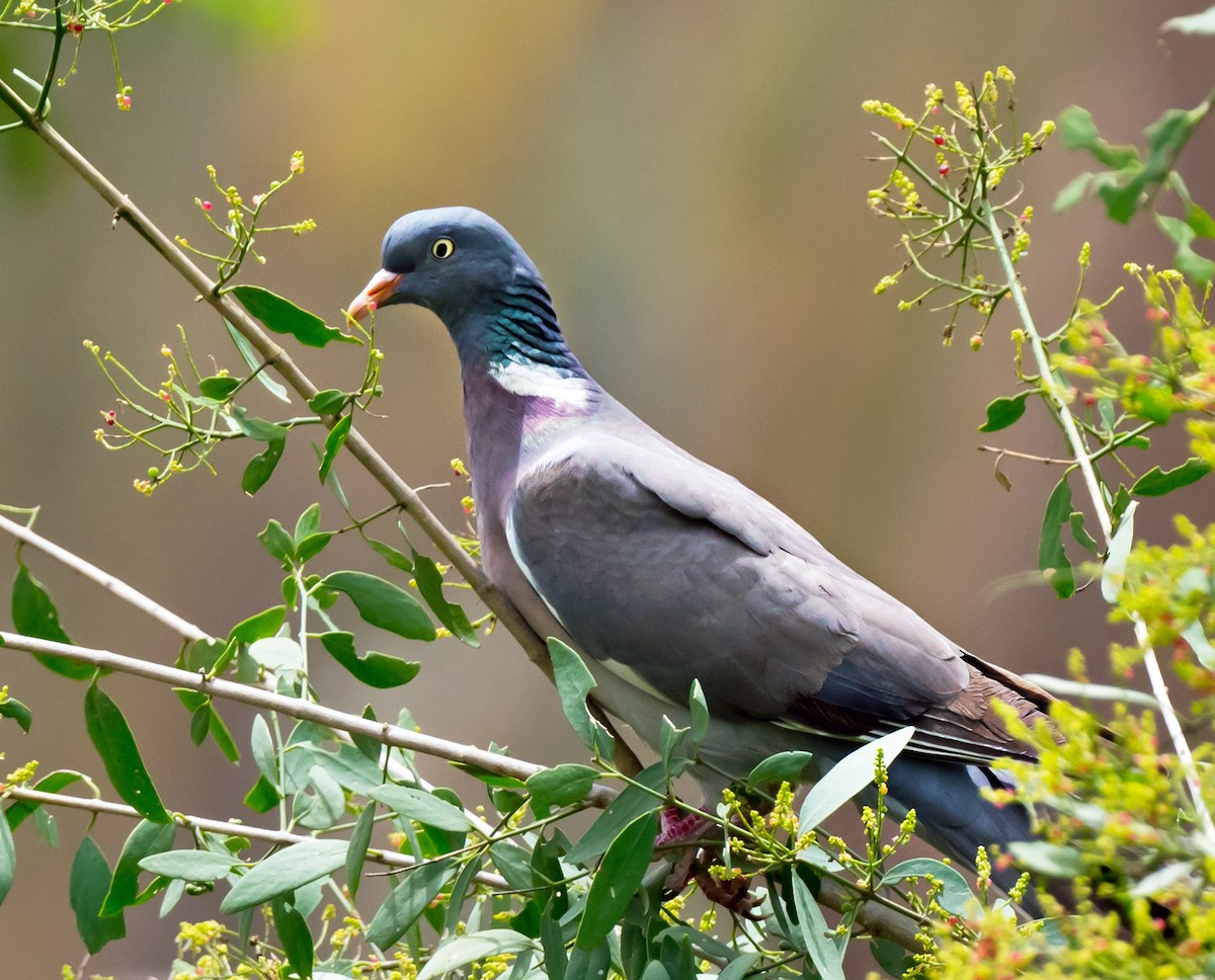 Common Wood-Pigeon - ML618954650
