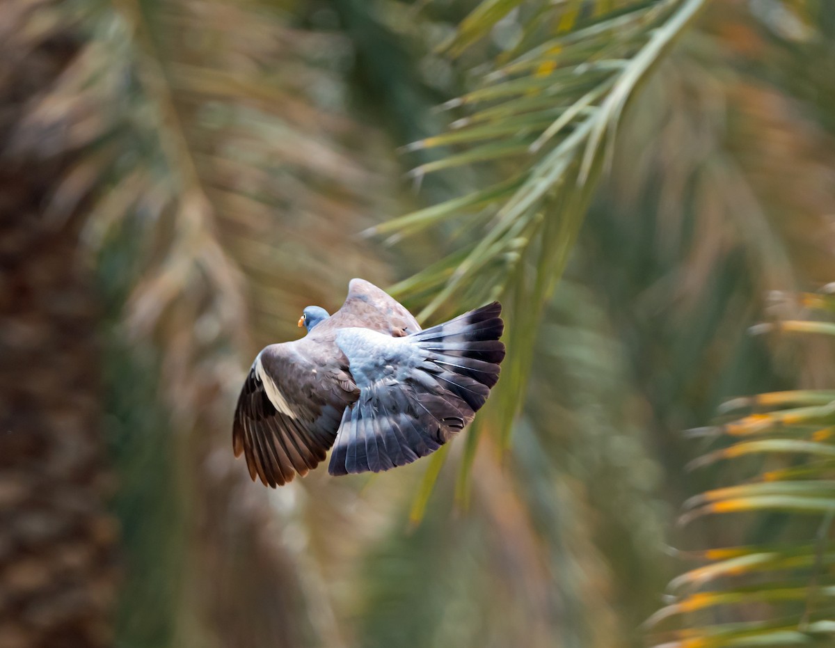 Common Wood-Pigeon - chandana roy