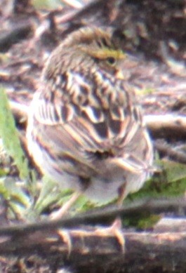 Savannah Sparrow (Savannah) - ML618954656