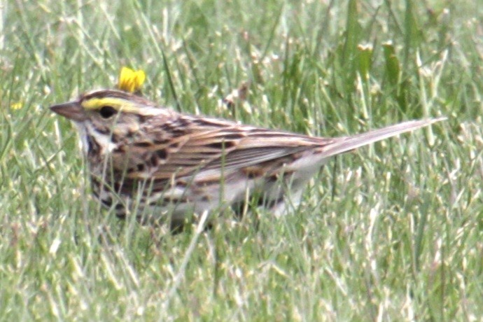 Savannah Sparrow (Savannah) - ML618954658
