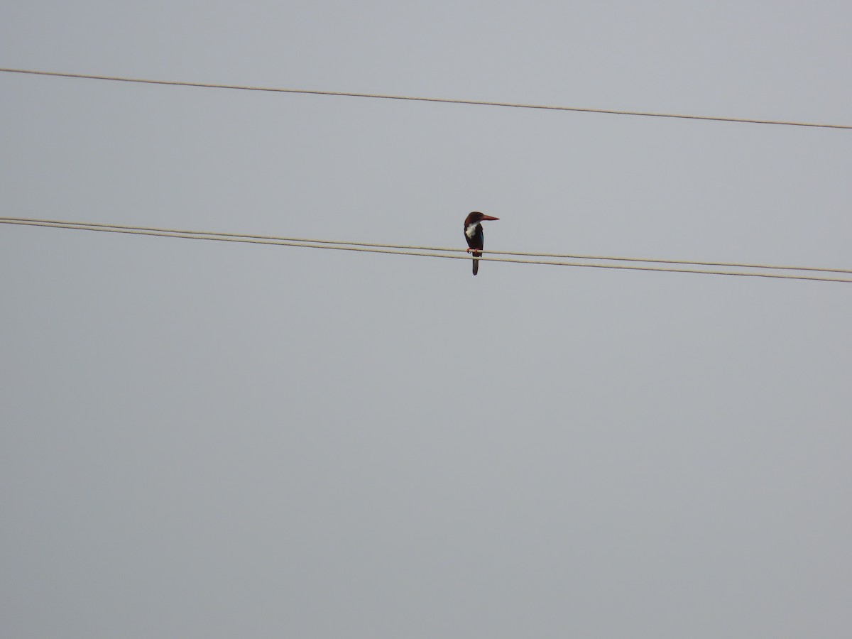 White-throated Kingfisher - Shilpa Gadgil