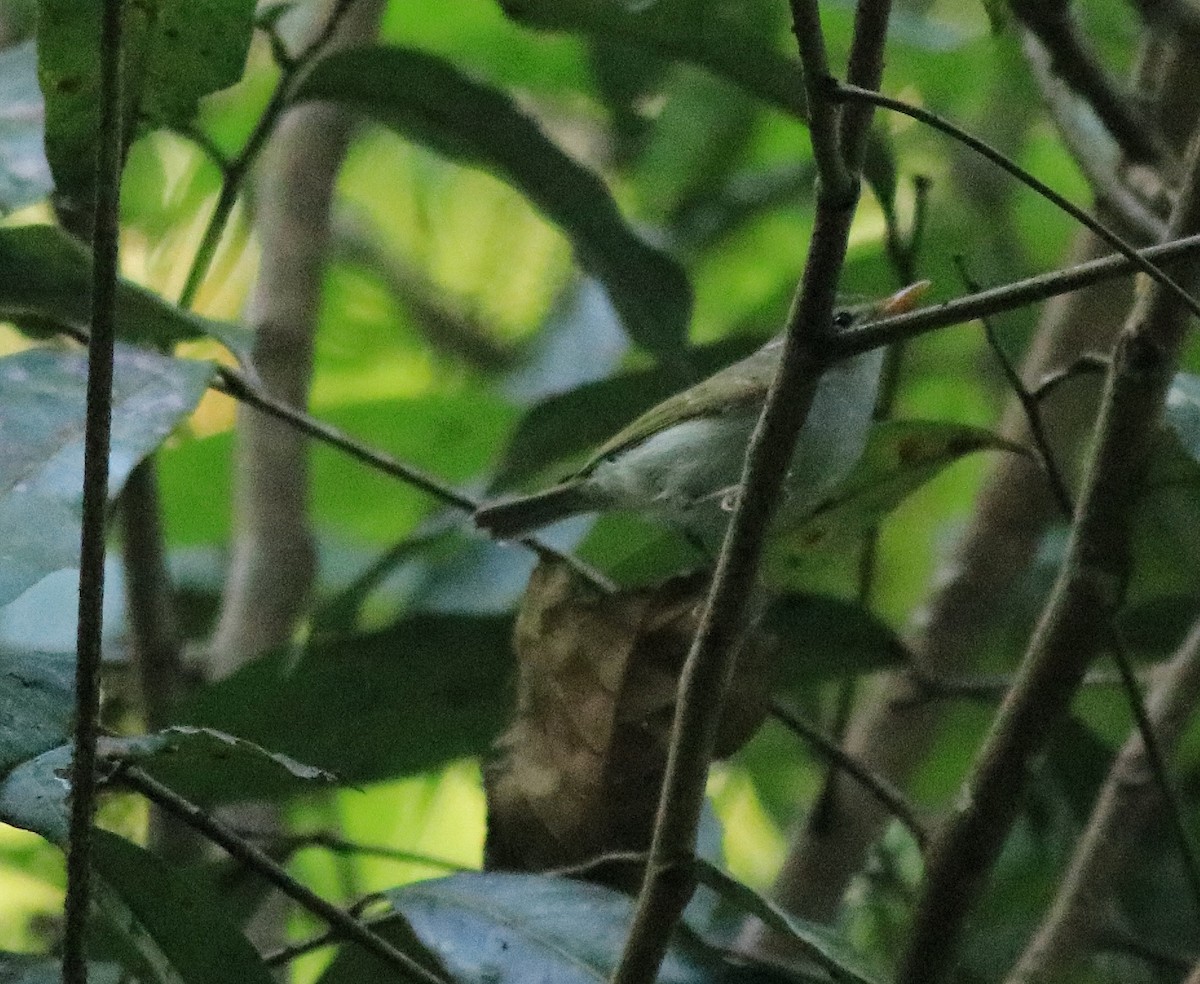 Western Crowned Warbler - Afsar Nayakkan
