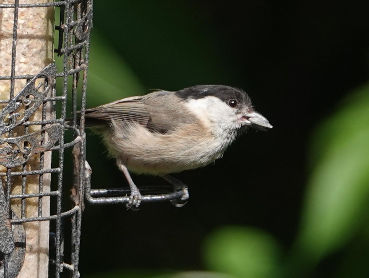 Willow Tit (Willow) - Peter Yendle