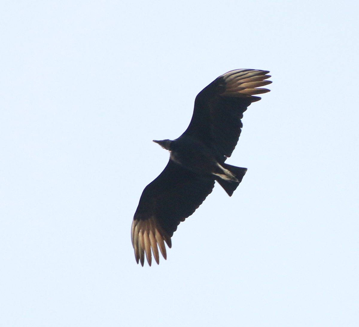 Black Vulture - Feliciano Lumini