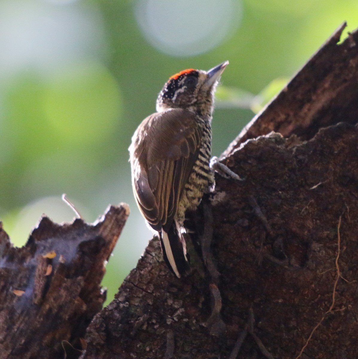 White-barred Piculet - ML618954812