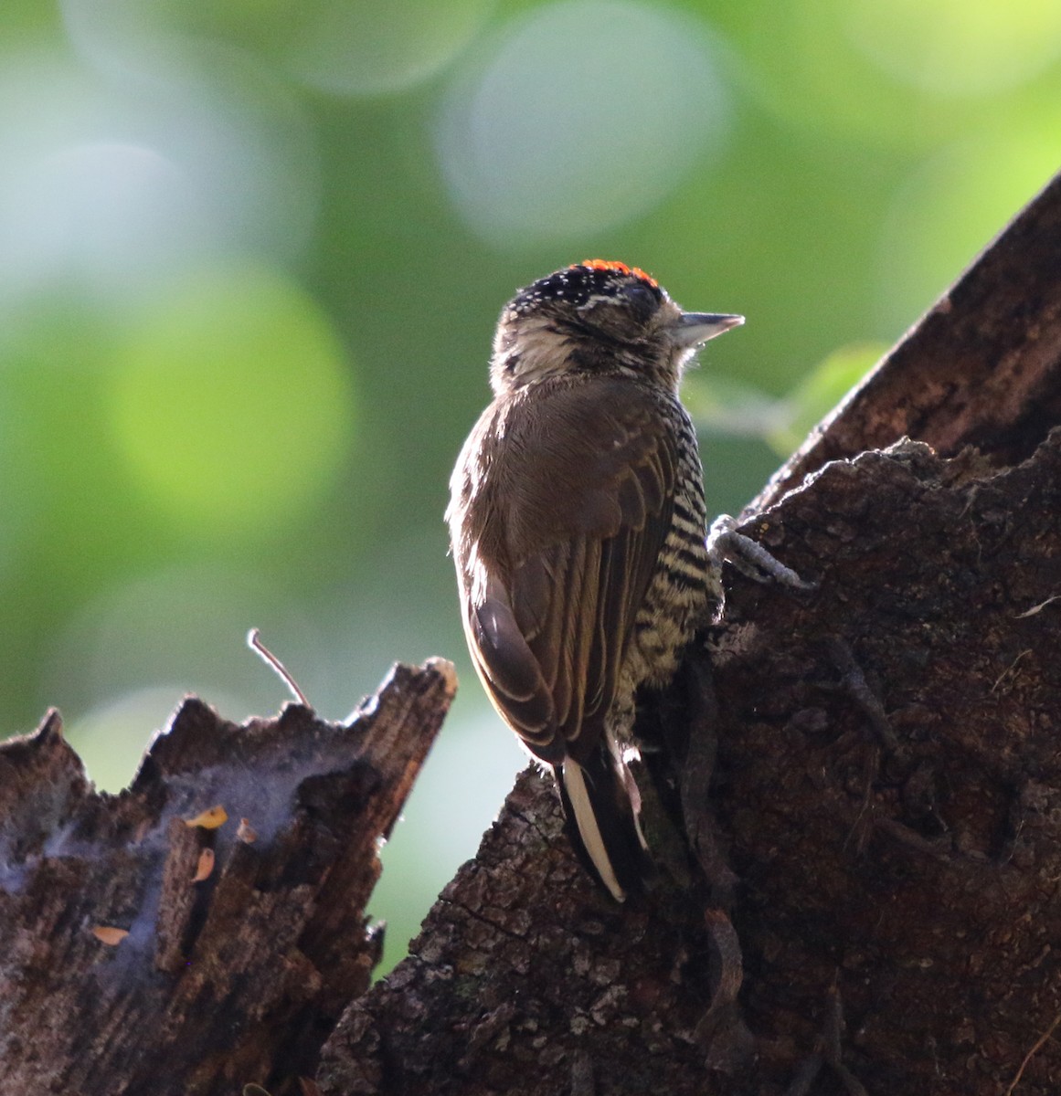 White-barred Piculet - ML618954813