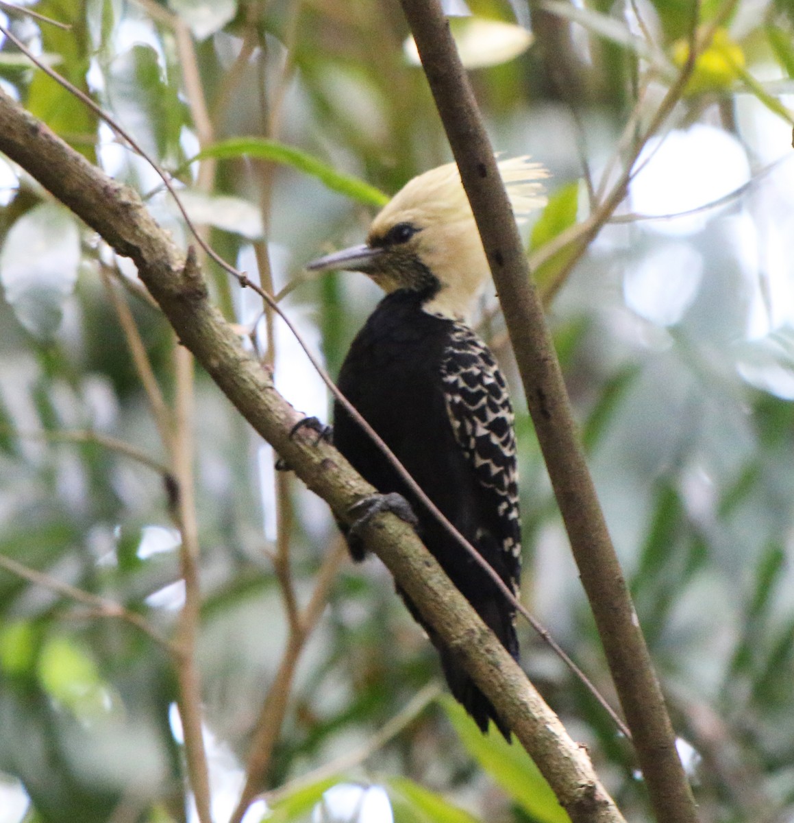 Blond-crested Woodpecker - ML618954817