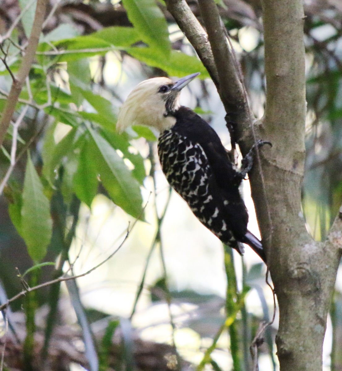 Blond-crested Woodpecker - ML618954818
