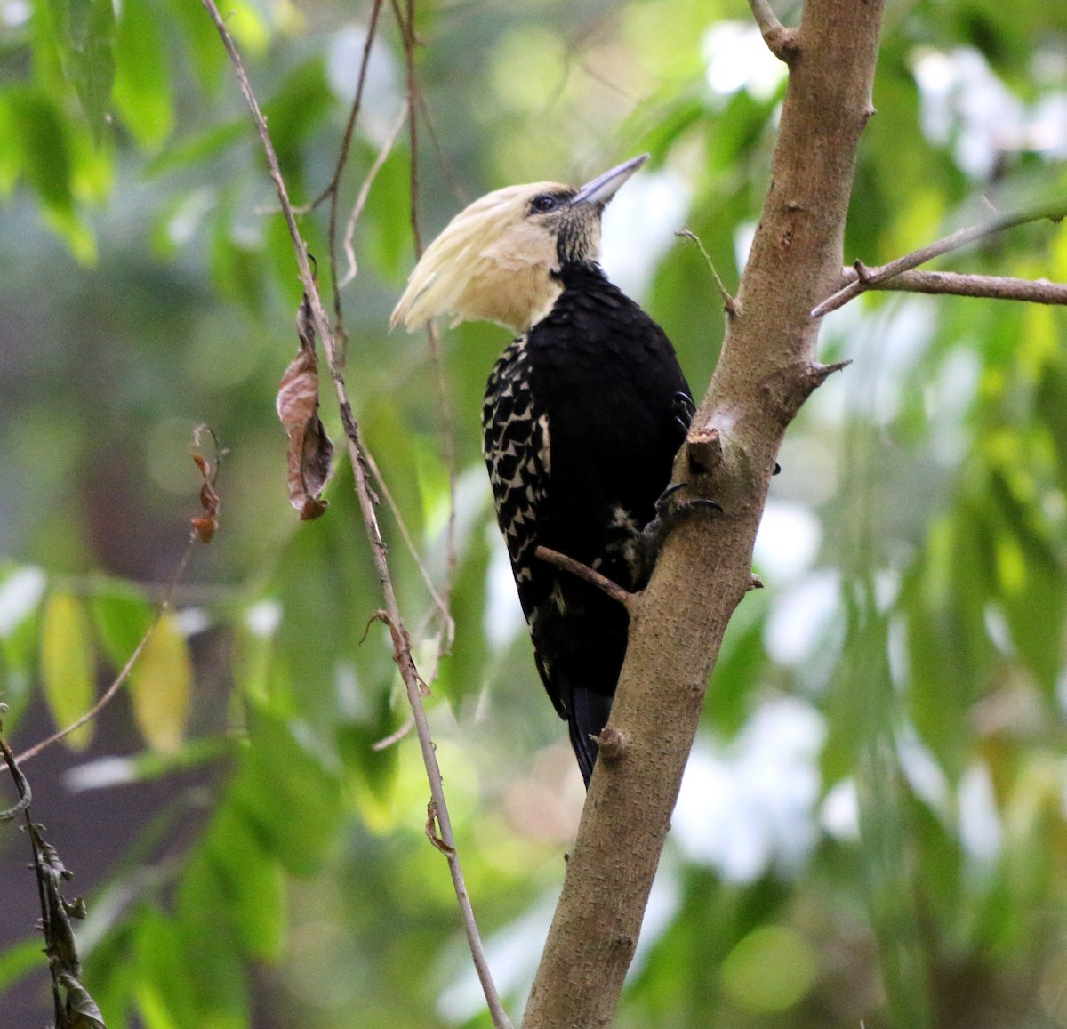 Blond-crested Woodpecker - ML618954819