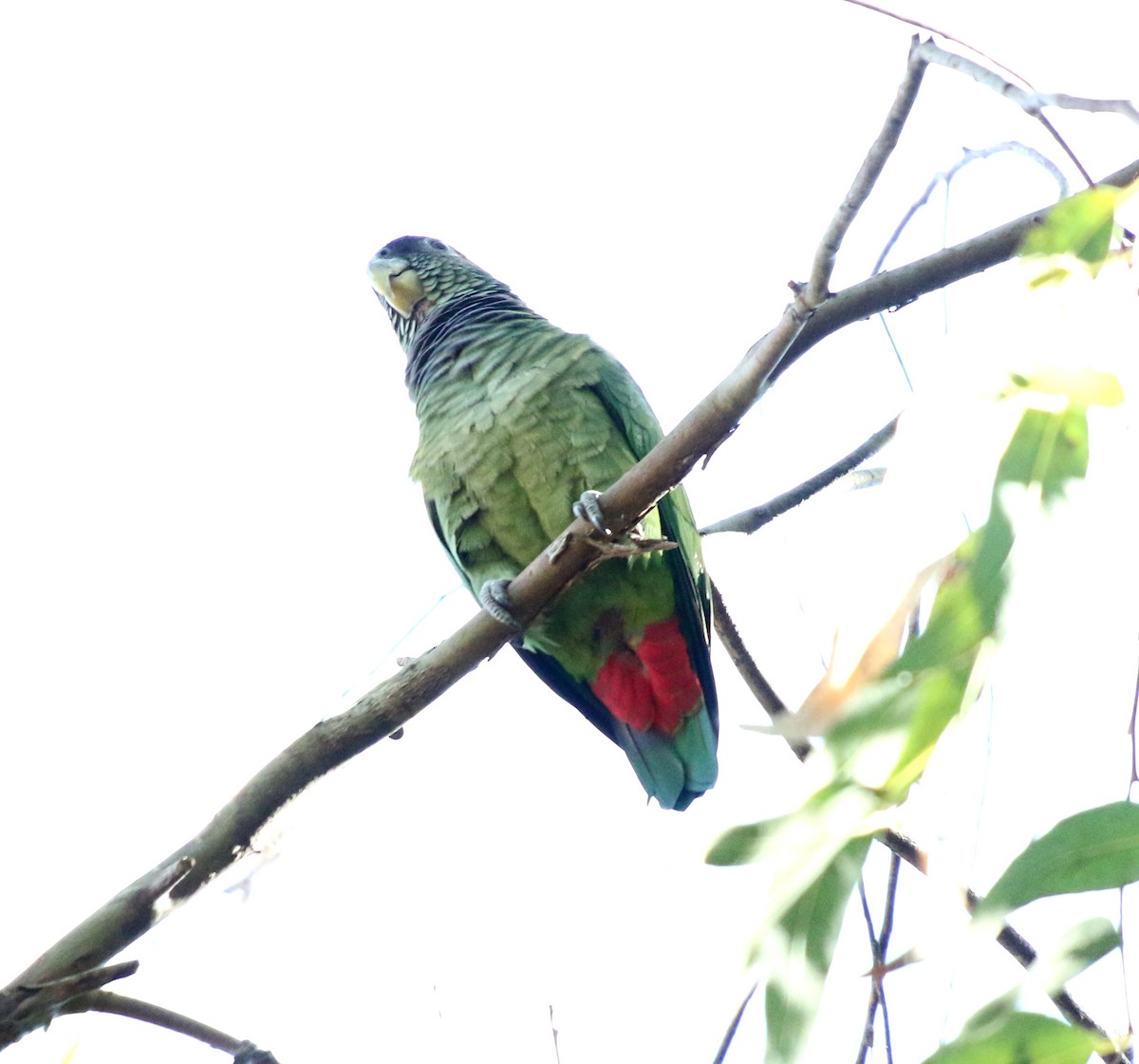 Папуга-червоногуз зеленощокий - ML618954825
