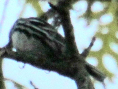 Black-and-white Warbler - ML618954827