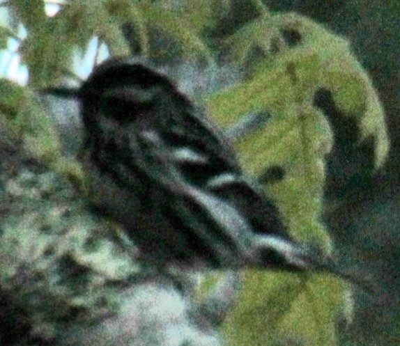 Black-and-white Warbler - ML618954828