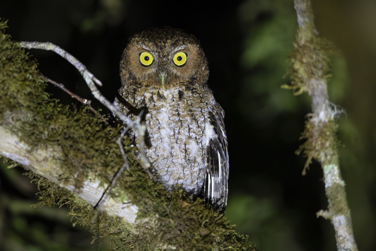 Bare-shanked Screech-Owl - ML618954843
