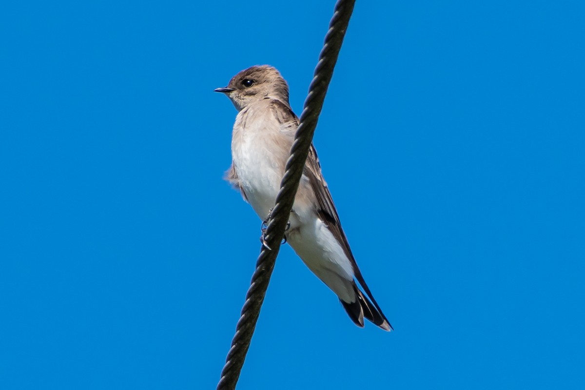 Northern Rough-winged Swallow - Brandon Lloyd