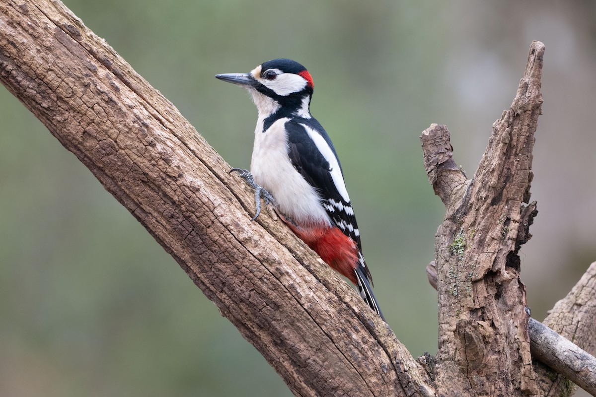 Great Spotted Woodpecker - ML618954850
