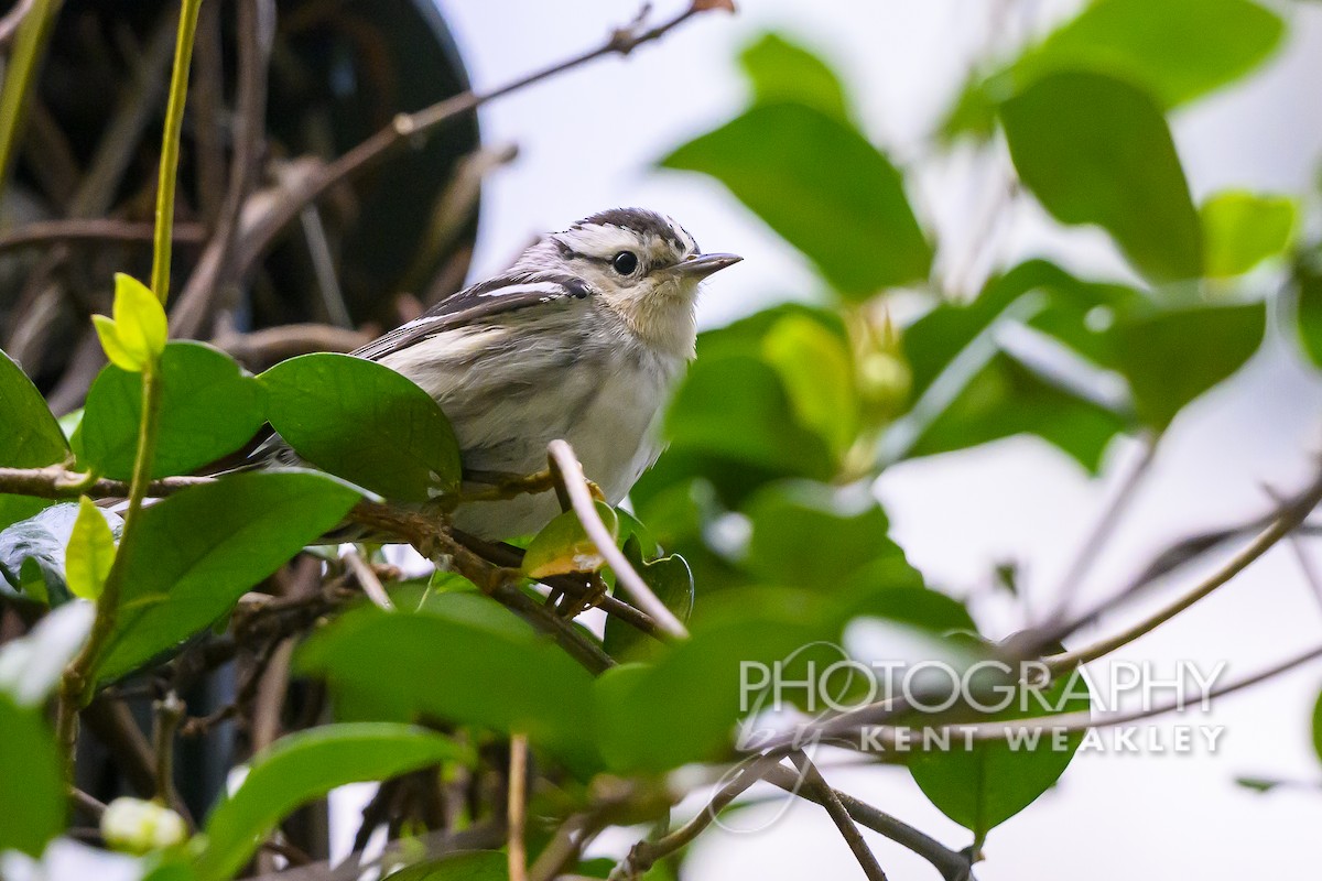Black-and-white Warbler - ML618954936