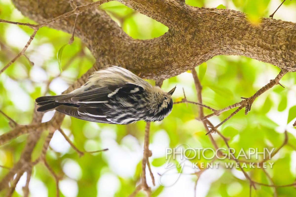 Black-and-white Warbler - ML618954937