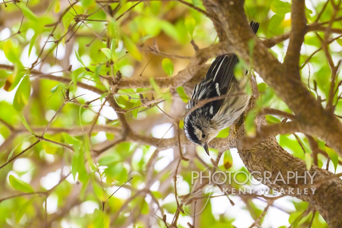 Black-and-white Warbler - ML618954938