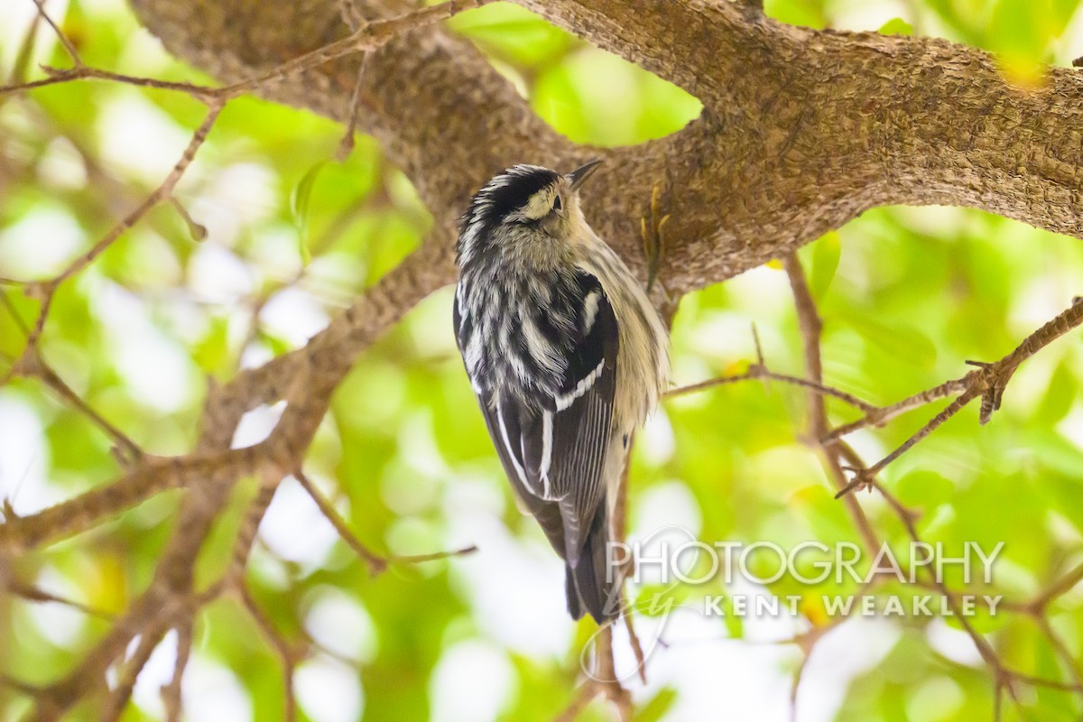 Black-and-white Warbler - ML618954939
