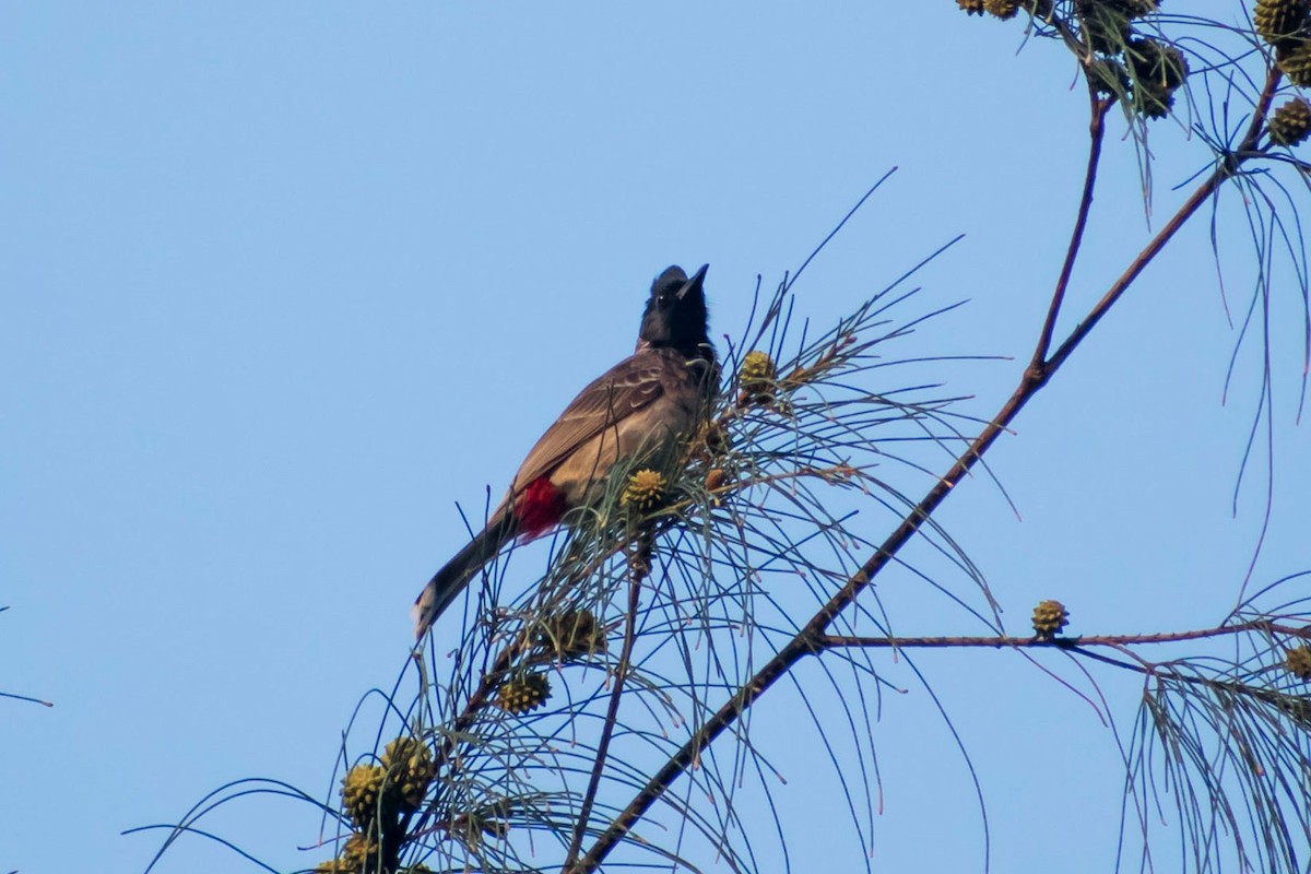 Red-vented Bulbul - ML618954954