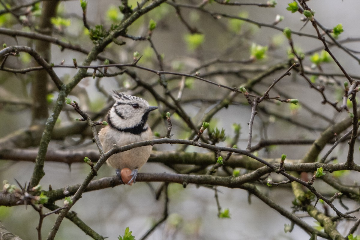 Crested Tit - ML618954972