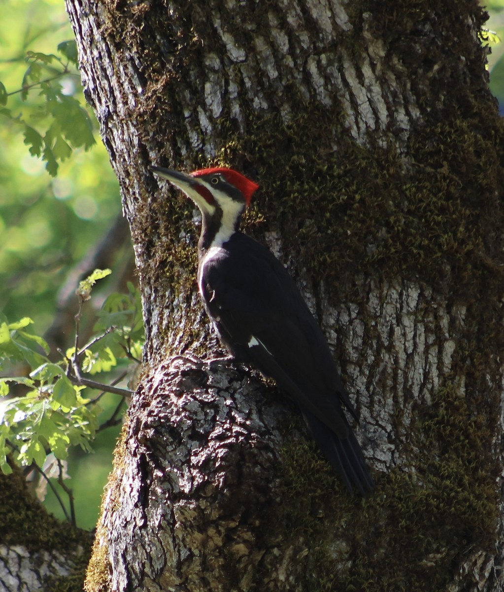 Pileated Woodpecker - ML618954976