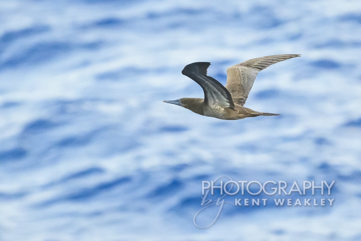 Brown Booby - ML618954986