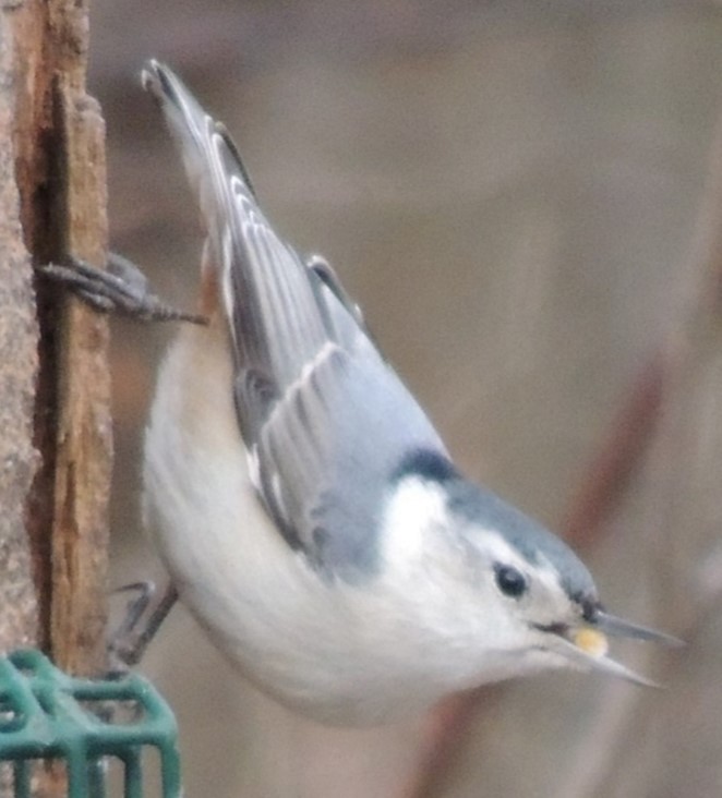 White-breasted Nuthatch - ML618955002