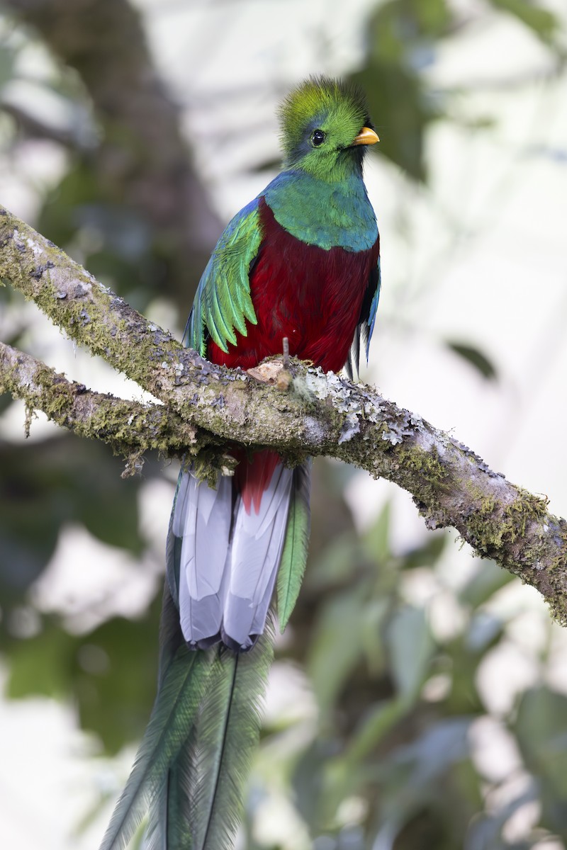 Quetzal Guatemalteco (costaricensis) - ML618955021