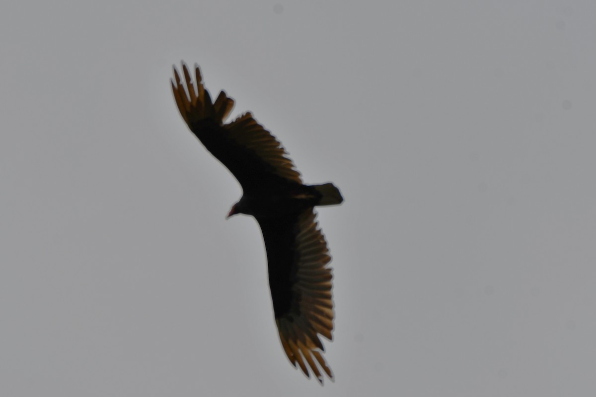 Turkey Vulture - ML618955029