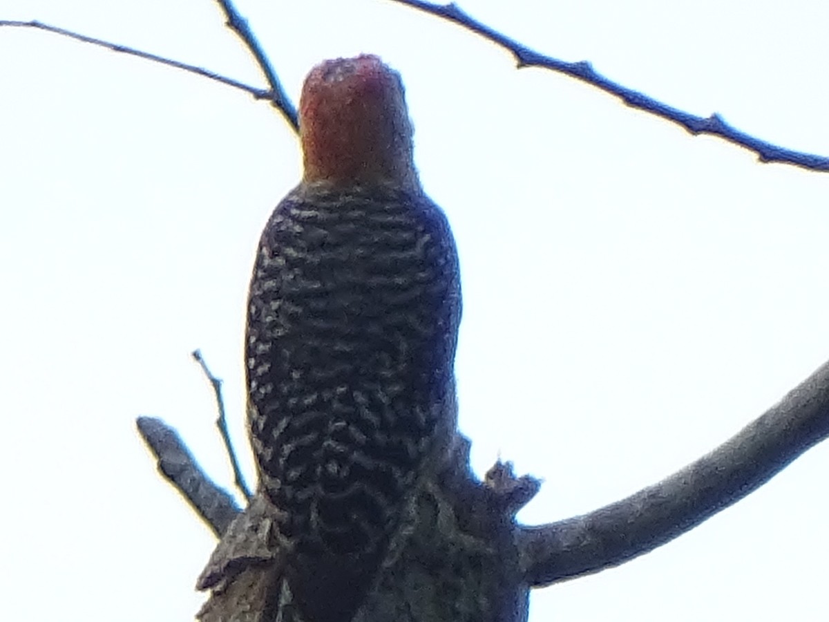 Red-crowned Woodpecker - WILLIAM SALGADO ACOSTA